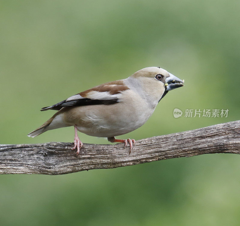 山雀(Coccothraustes Coccothraustes)雌性